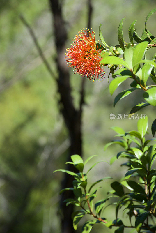 南方文Rātā(Metrosideros umbellata)